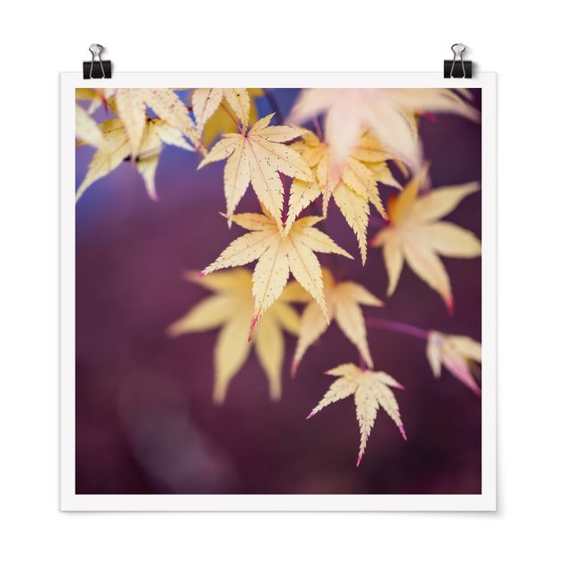 Poster - Autumn Maple Tree