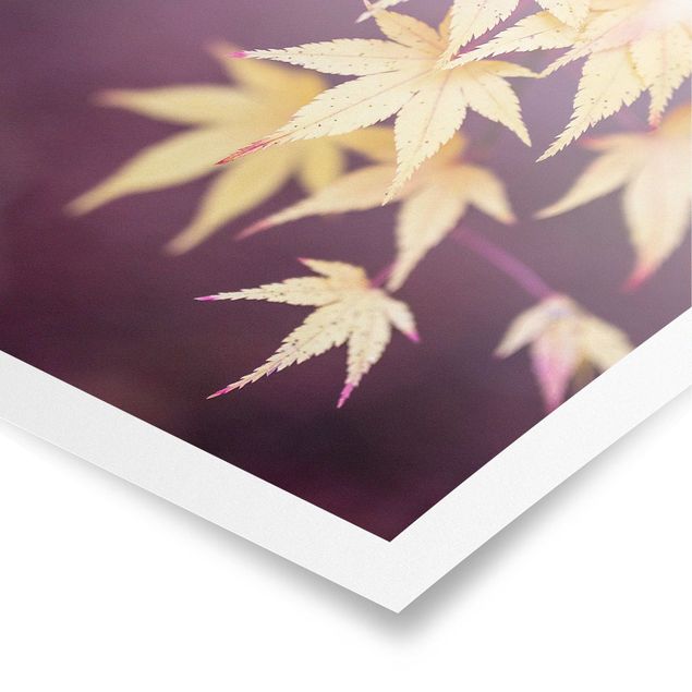 Poster - Autumn Maple Tree