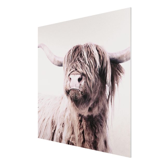 Print on forex - Highland Cattle Frida In Beige - Square 1:1