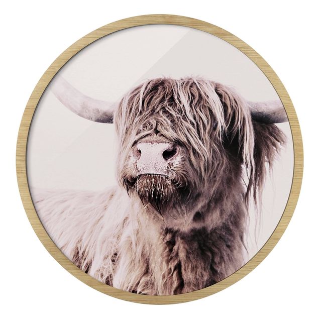 Circular framed print - Highland Cattle Frida In Beige