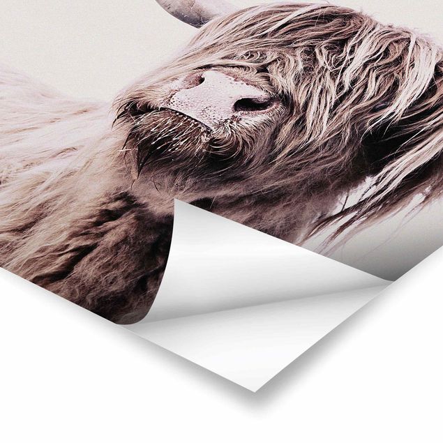 Poster - Highland Cattle Frida In Beige