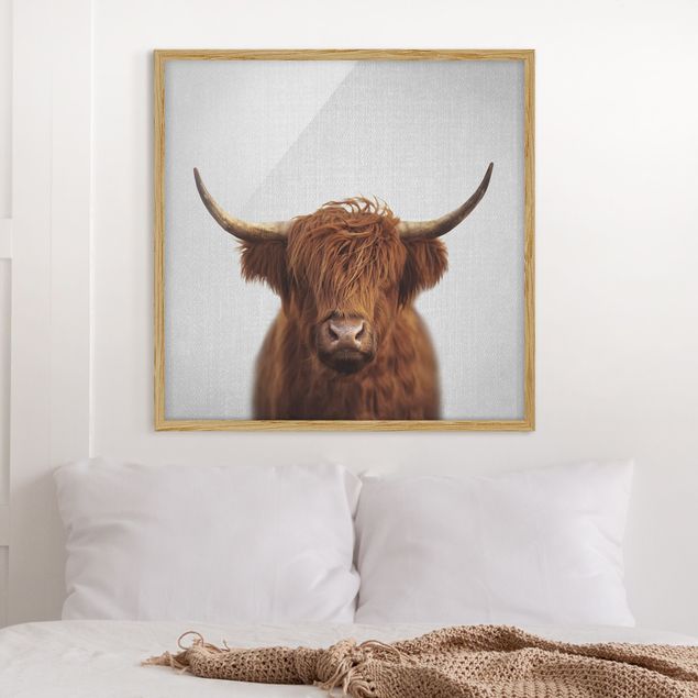 Framed poster - Highland Cow Harry