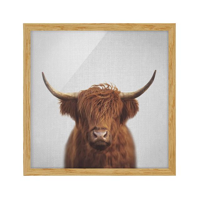 Framed poster - Highland Cow Harry