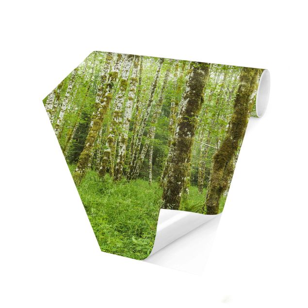 Self-adhesive hexagonal pattern wallpaper - Hoh Rainforest Olympic National Park