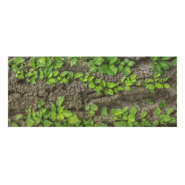 Wood print - Ivy Tendrils Tree Bark