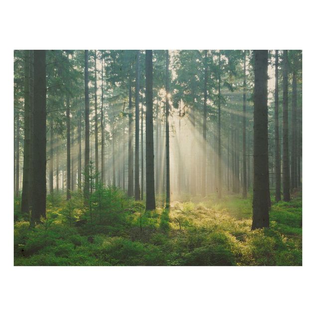 Wood print - Enlightened Forest