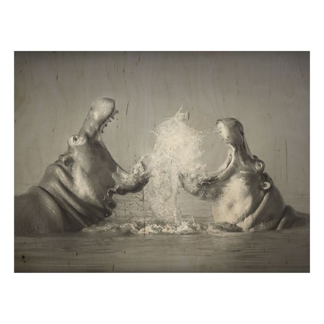 Wood print - Hippo Fight
