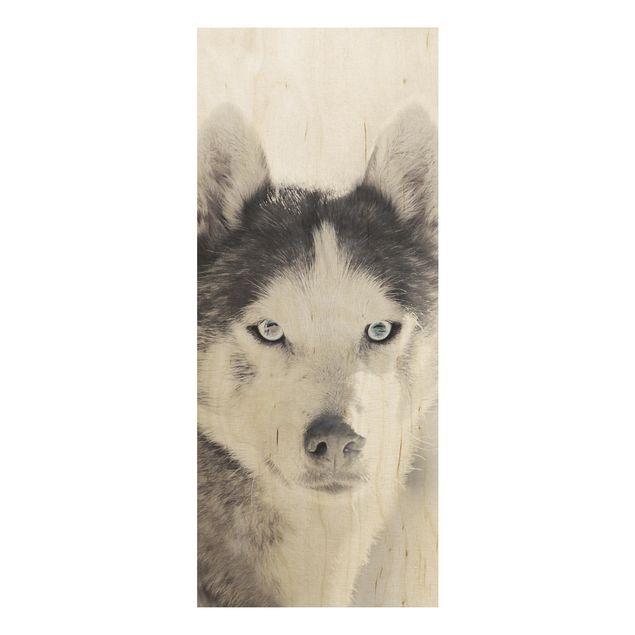 Wood print - Husky Portrait