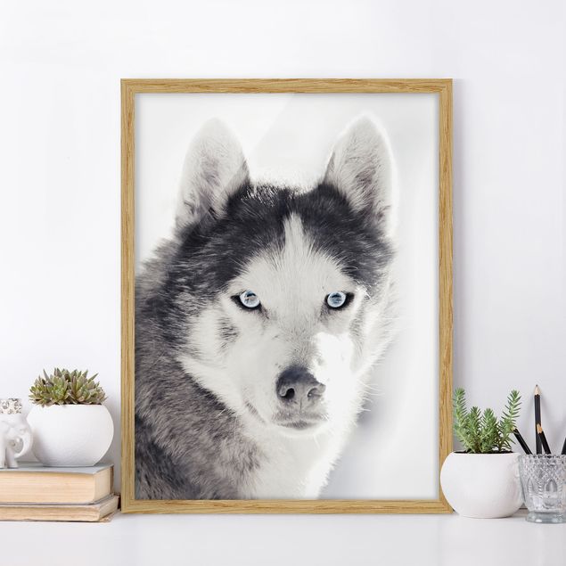 Framed poster - Husky Portrait