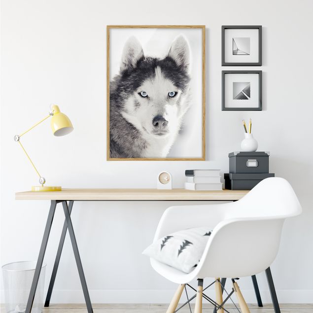 Framed poster - Husky Portrait