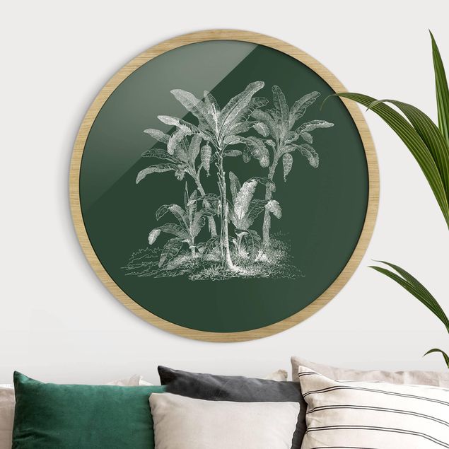 Framed prints round Illustration Banana Trees On Green