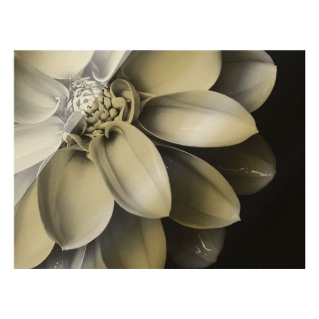 Glass print - In The Heart Of A Dahlia Black And White - Landscape format