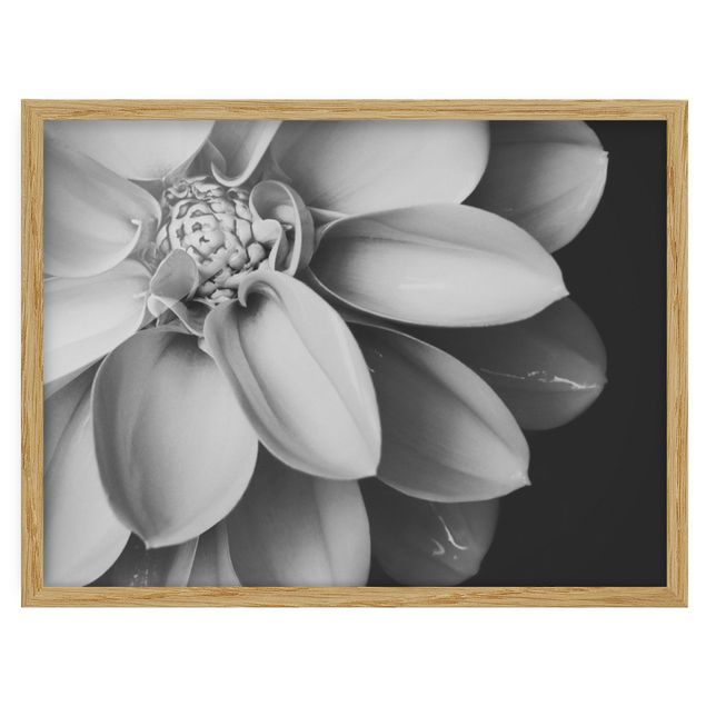 Framed poster - In The Heart Of A Dahlia Black And White