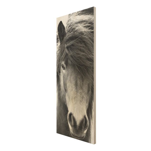 Wood print - Icelandic Horse In Black And White
