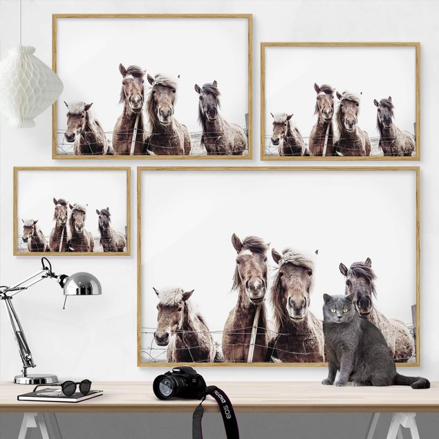 Framed poster - Icelandic Horse