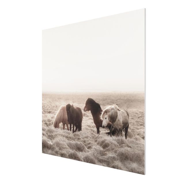 Print on forex - Wild Icelandic Horse - Square 1:1