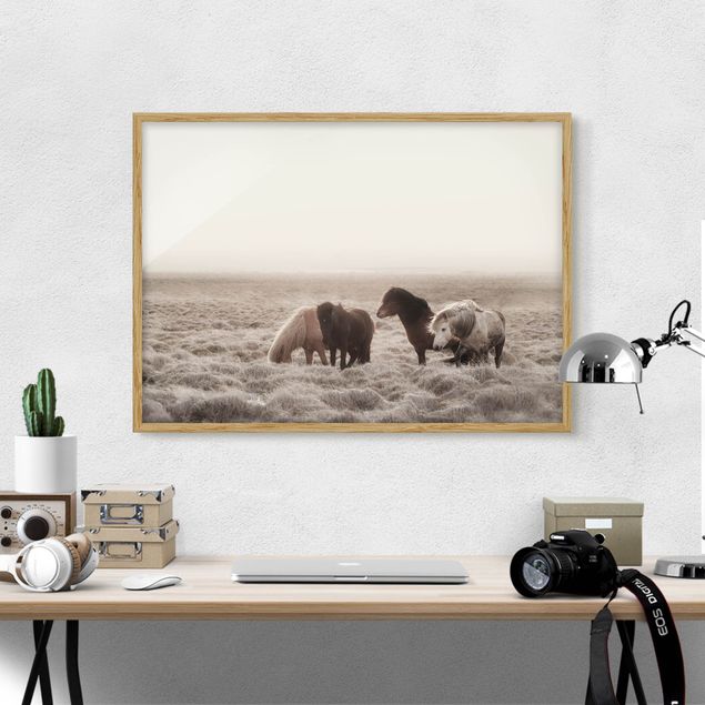 Framed poster - Wild Icelandic Horse