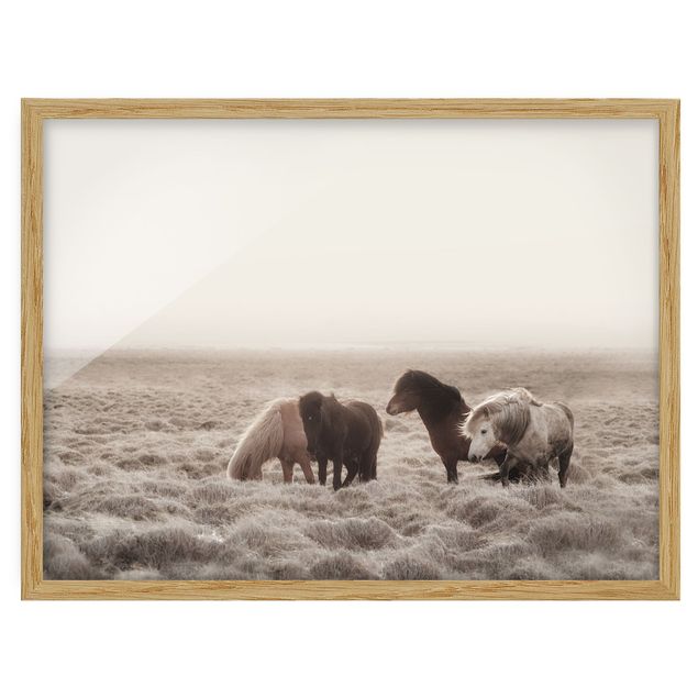 Framed poster - Wild Icelandic Horse