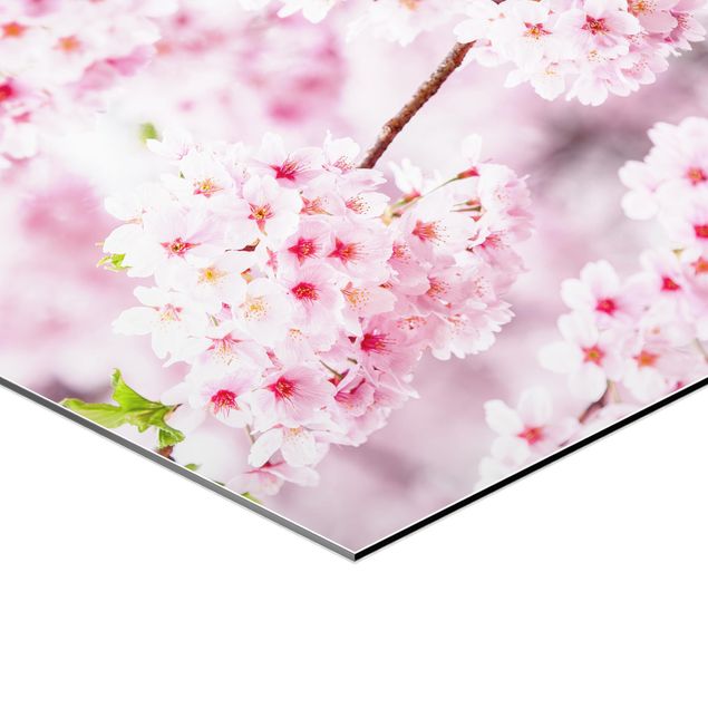 Alu-Dibond hexagon - Japanese Cherry Blossoms