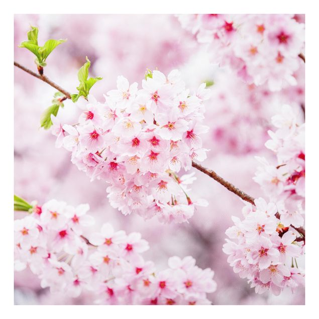 Print on forex - Japanese Cherry Blossoms - Square 1:1