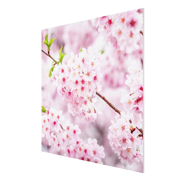 Print on forex - Japanese Cherry Blossoms - Square 1:1