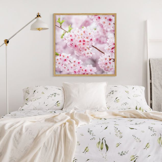 Framed poster - Japanese Cherry Blossoms