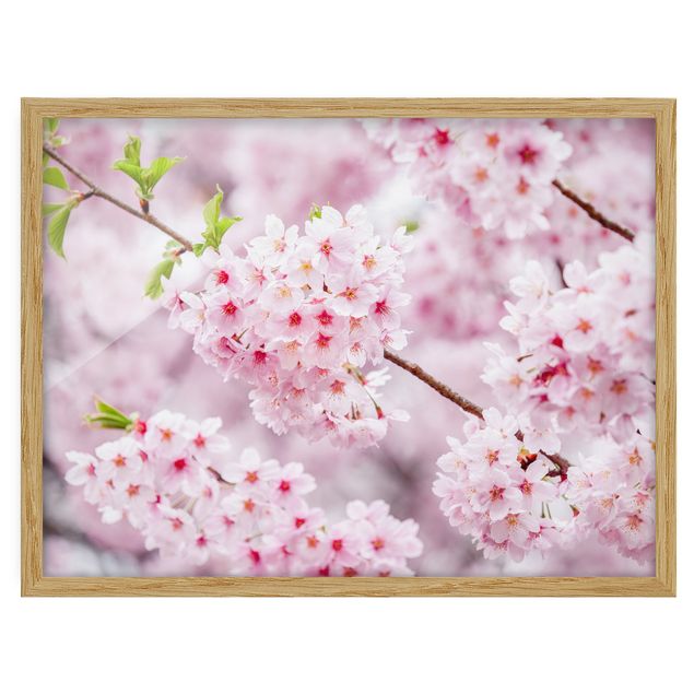 Framed poster - Japanese Cherry Blossoms