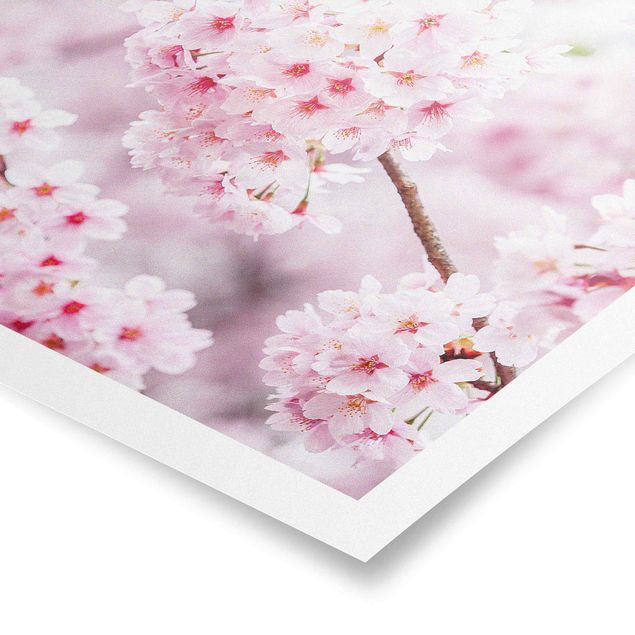 Poster - Japanese Cherry Blossoms