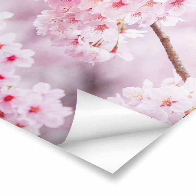 Poster - Japanese Cherry Blossoms