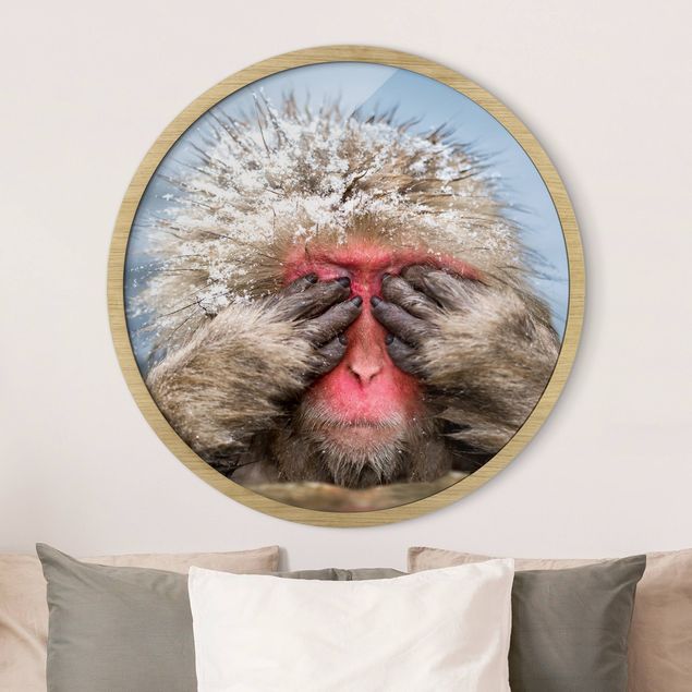 Framed prints round Japanese Macaque