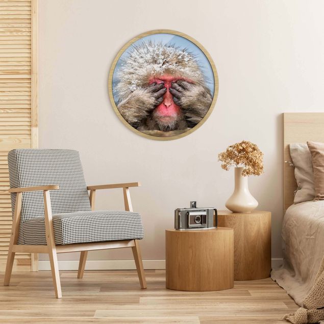 Circular framed print - Japanese Macaque