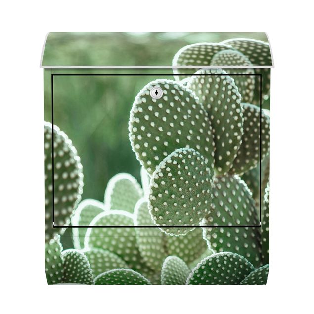 Letterbox - Cacti