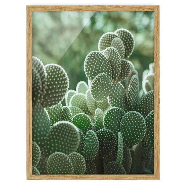 Framed poster - Cacti