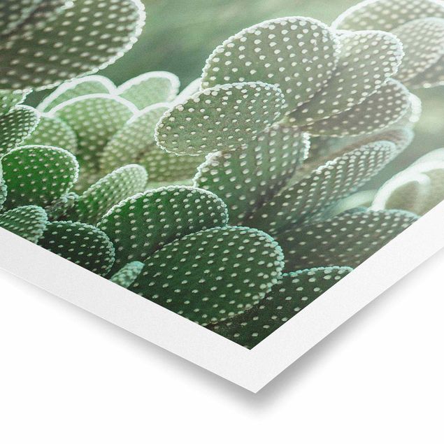 Poster - Cacti
