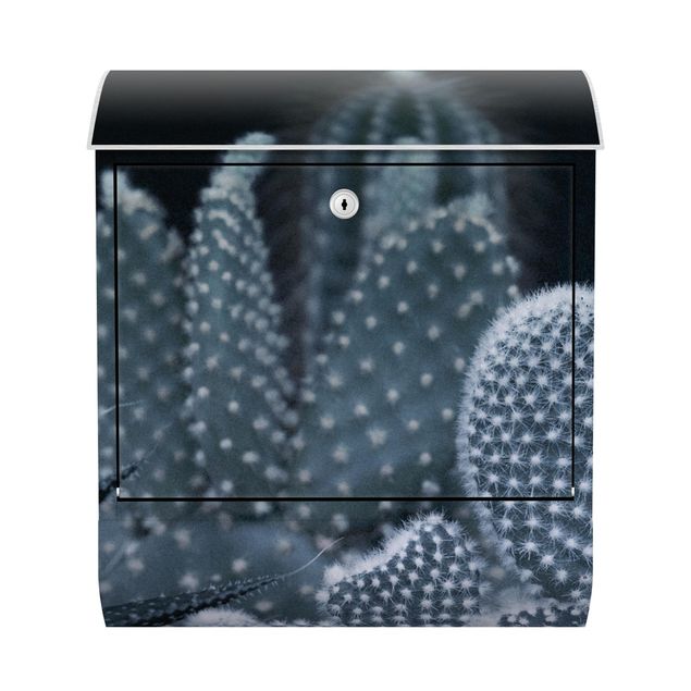Letterbox - Familiy Of Cacti At Night