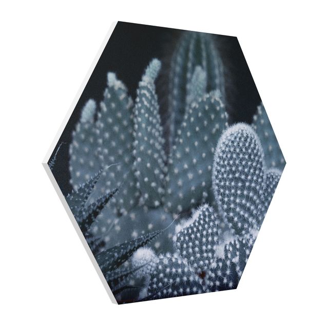 Forex hexagon - Familiy Of Cacti At Night