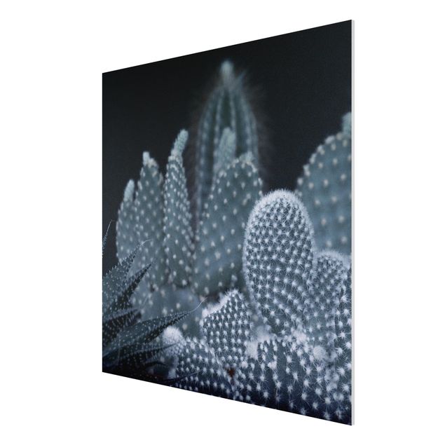 Print on forex - Familiy Of Cacti At Night - Square 1:1