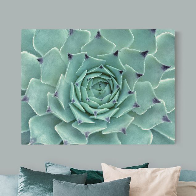 Natural canvas print - Cactus Agave - Landscape format 4:3