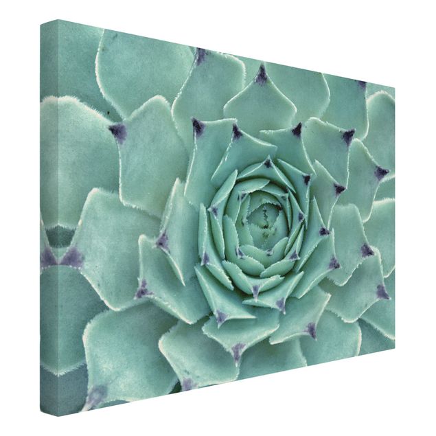 Natural canvas print - Cactus Agave - Landscape format 4:3