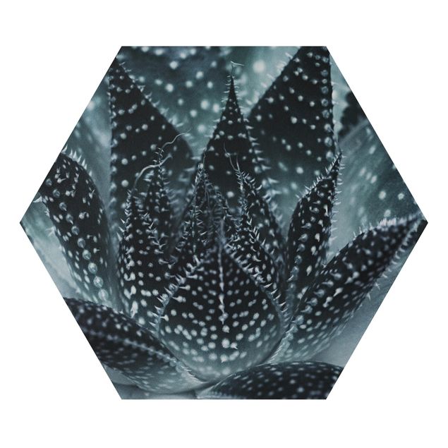 Forex hexagon - Cactus Drizzled With Starlight At Night