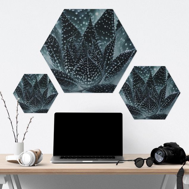 Forex hexagon - Cactus Drizzled With Starlight At Night