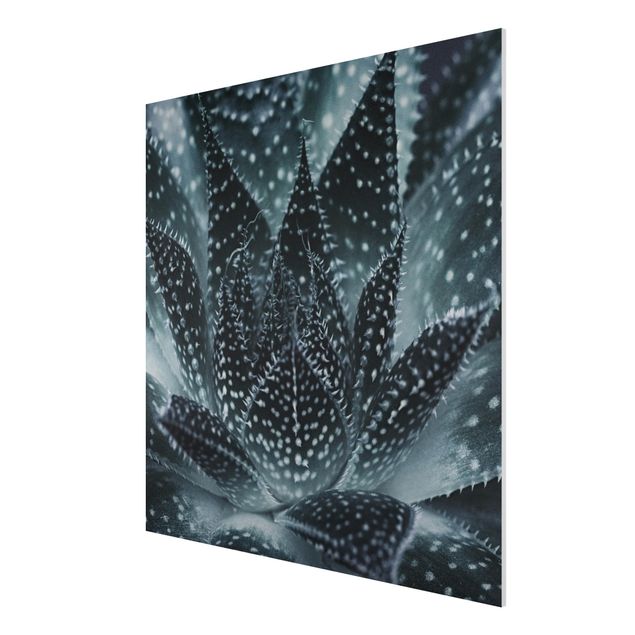 Print on forex - Cactus Drizzled With Starlight At Night - Square 1:1