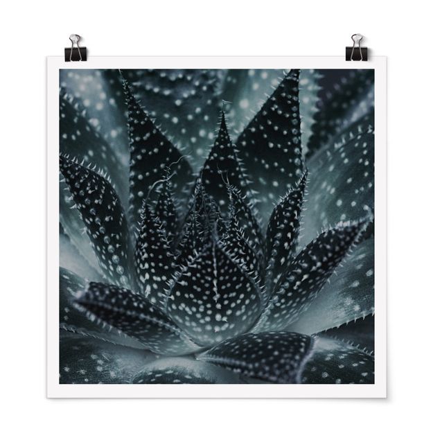 Poster - Cactus Drizzled With Starlight At Night