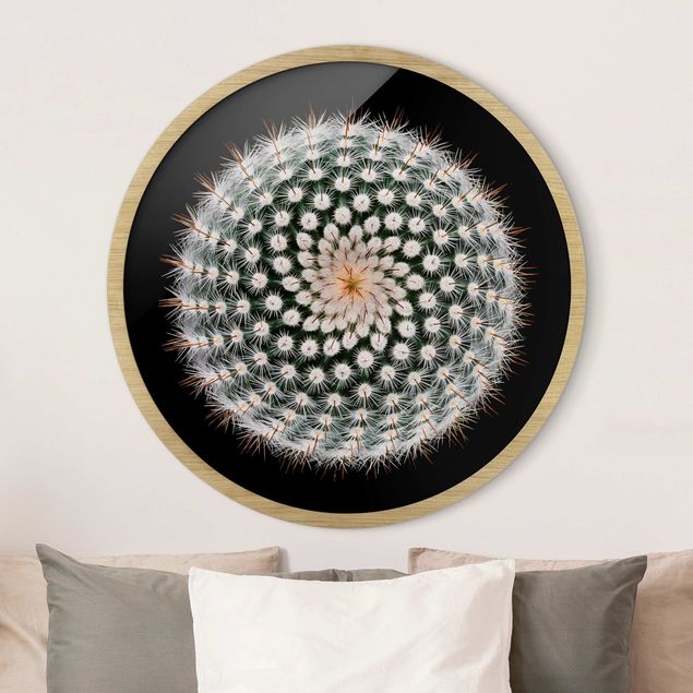 Framed prints round Cactus Flower