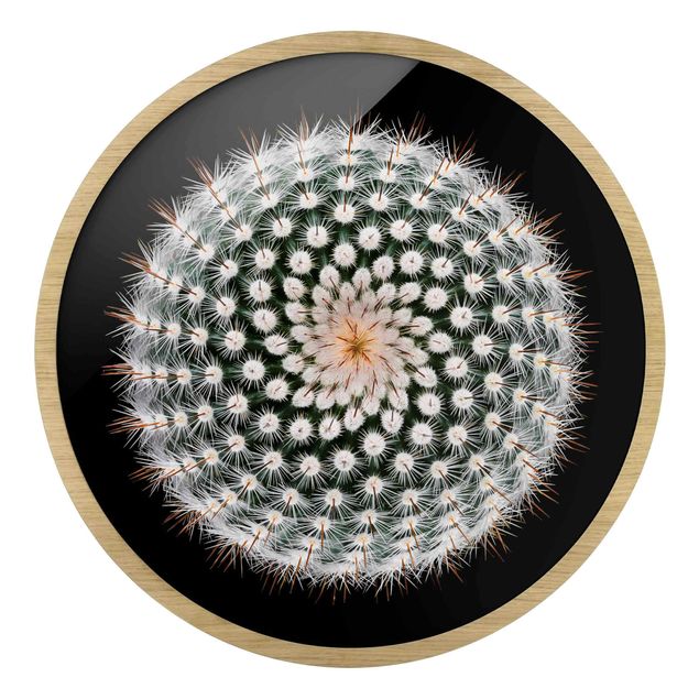 Circular framed print - Cactus Flower