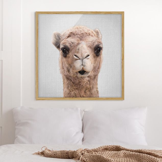 Framed poster - Camel Konrad