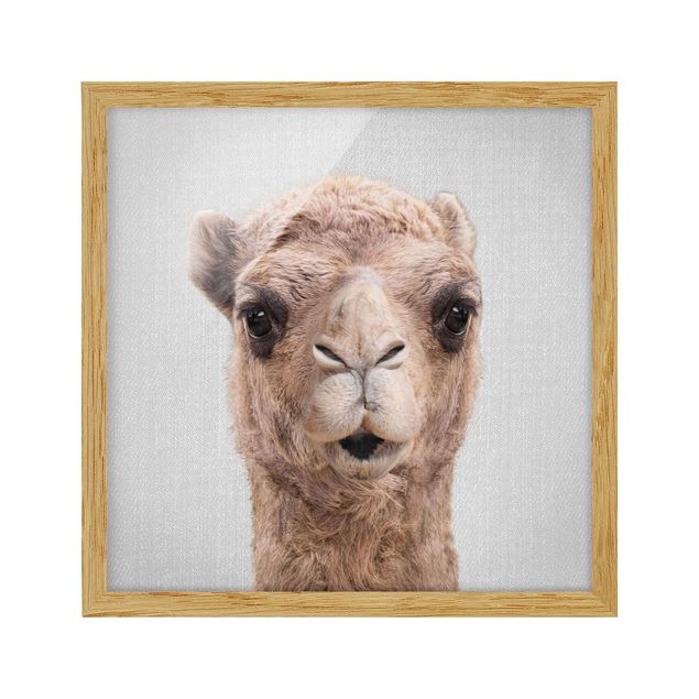 Framed poster - Camel Konrad