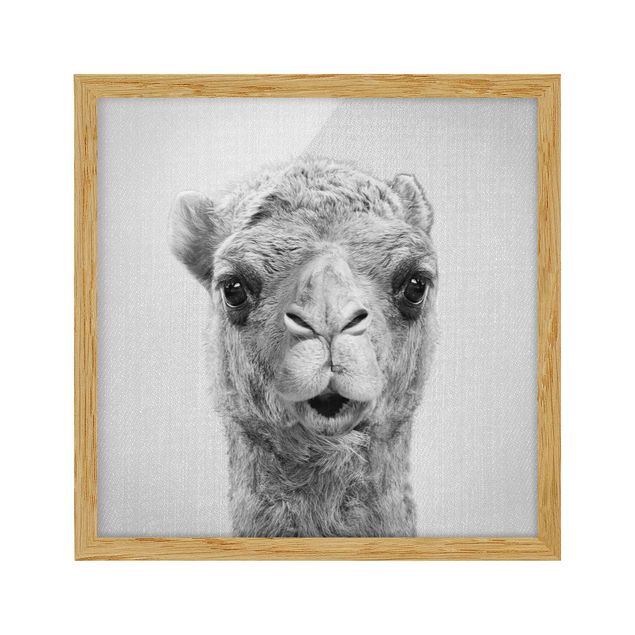 Framed poster - Camel Konrad Black And White