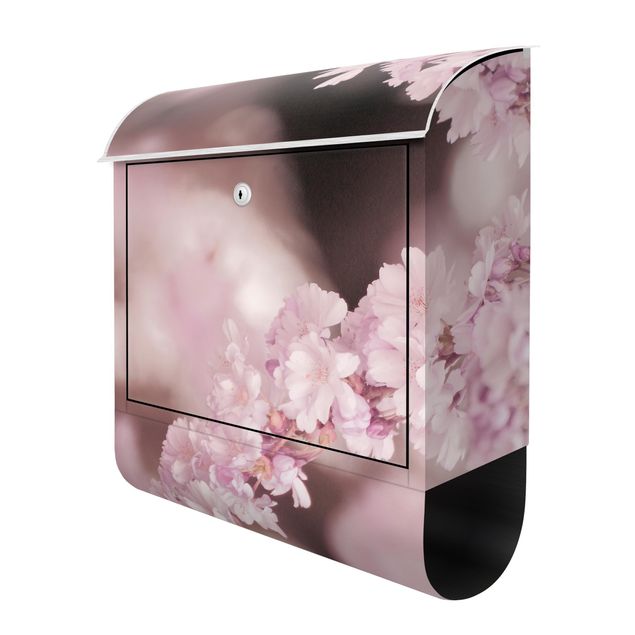 Letterbox - Cherry Blossoms In Purple Light