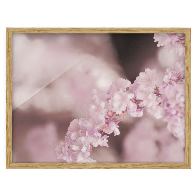Framed poster - Cherry Blossoms In Purple Light